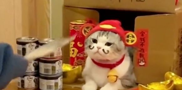 超大的蚊子是什么