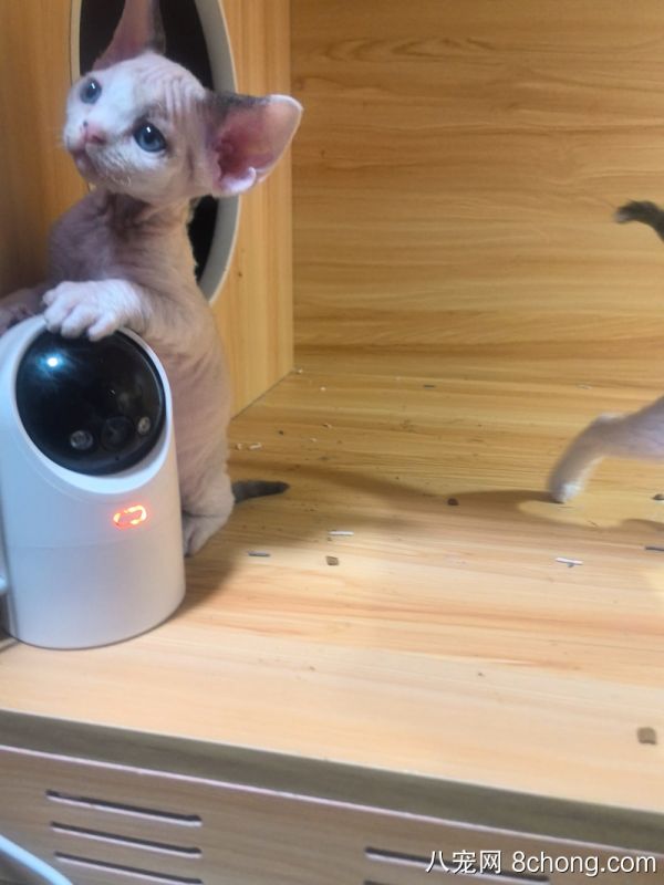 专业繁育赛季德文，低价出售