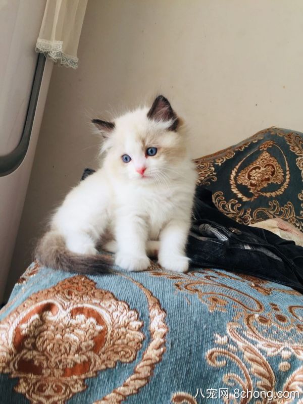 布偶猫自家猫咪生的