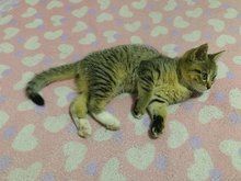 宠物猫