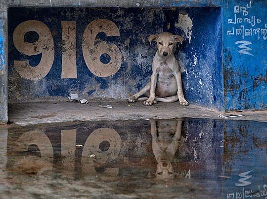 white dog leaning on blue wall outside