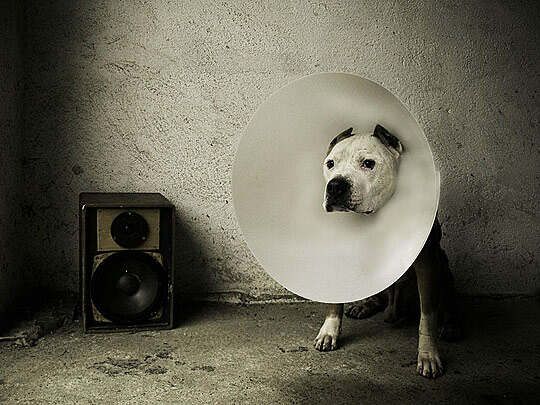 pitbull terrier with ear protection on is head sitting next to a speaker