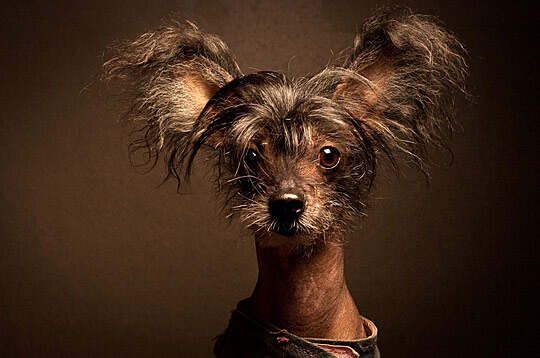 brown dog without hair on his body