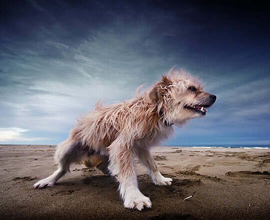 white dog standing against wind