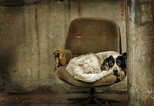 dog sleeping on an old char