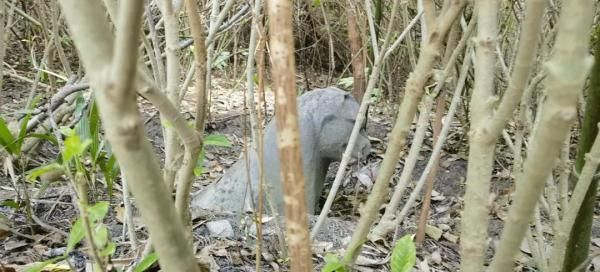 上海一小区绿化带惊现“古墓群”！市民担心……