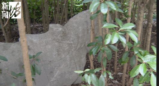 上海一小区绿化带惊现“古墓群”！市民担心……