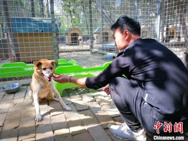 宠物犬心理调整师：狗狗行为问题七成在于主人