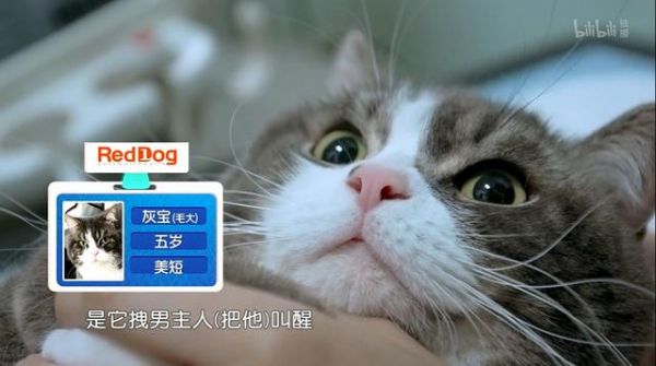 心理学家：你和宠物有特殊的依恋关系！看完你能忍受它们离开吗？