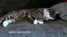 心理学家：你和宠物有特殊的依恋关系！看完你能忍受它们离开吗？
