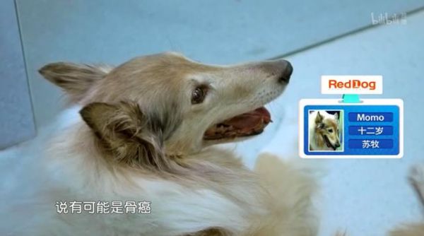 心理学家：你和宠物有特殊的依恋关系！看完你能忍受它们离开吗？