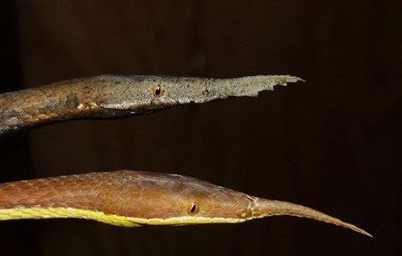 盘点全球十大最漂亮的宠物蛇，认识3个的请举个爪！(1)