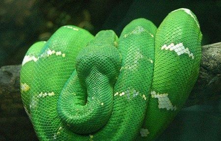 盘点全球十大最漂亮的宠物蛇，认识3个的请举个爪！(4)
