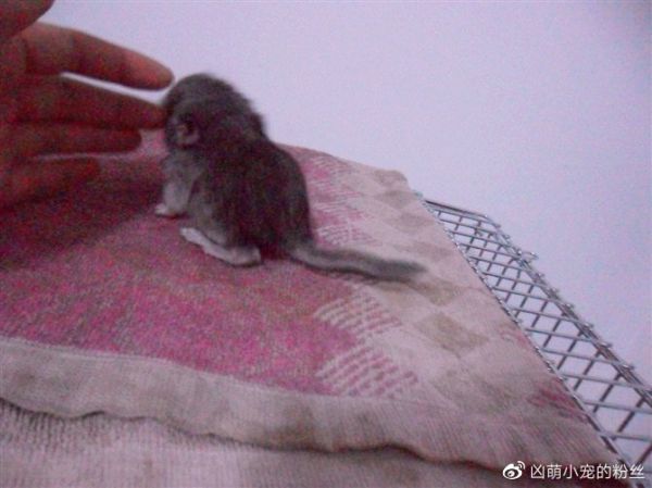 小萌宝
