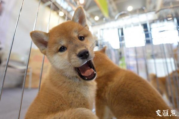 萌宠驾到！2018中国宠物文化节南京开展,智能设备吸引眼球