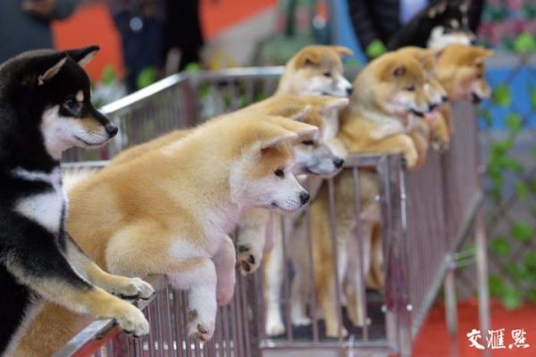 萌宠驾到！2018中国宠物文化节南京开展,智能设备吸引眼球