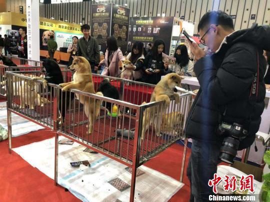 萌宠驾到！2018中国宠物文化节南京开展,智能设备吸引眼球