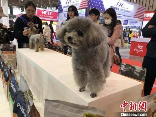 萌宠驾到！2018中国宠物文化节南京开展,智能设备吸引眼球