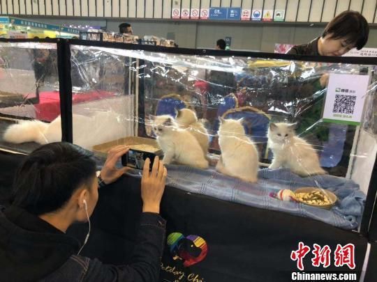 萌宠驾到！2018中国宠物文化节南京开展,智能设备吸引眼球