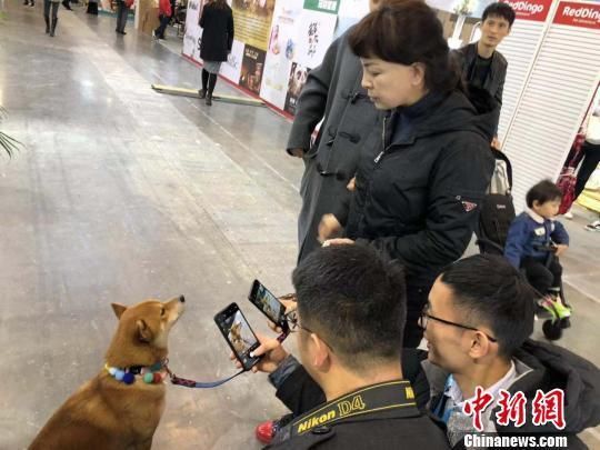 萌宠驾到！2018中国宠物文化节南京开展,智能设备吸引眼球