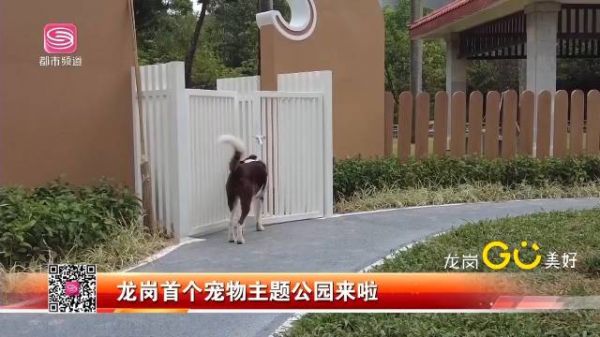 龙岗首个宠物主题公园来啦!