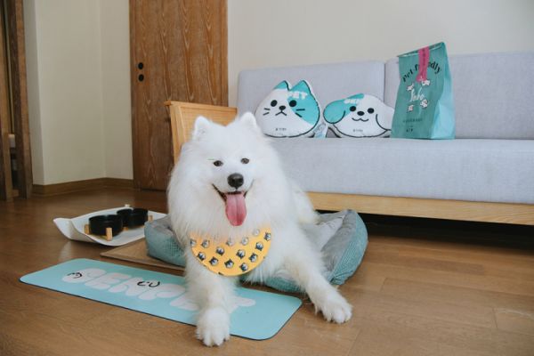 狗狗客房.jpg