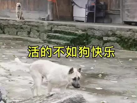 #汪星人 #这狗成精了 #动物的迷惑行为 单身狗，你凭什么这么快乐……