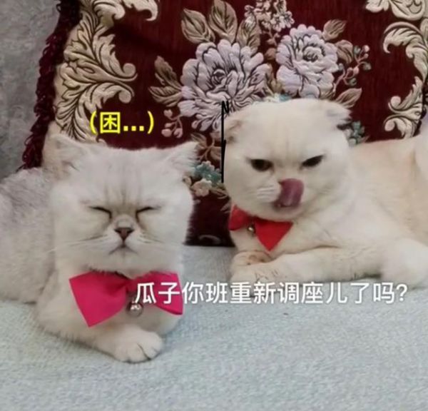抖音上排名前10的网红萌宠，你知道几个？！