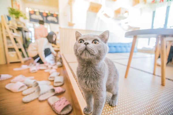 猫咖一角