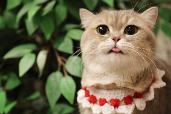 宠物猫