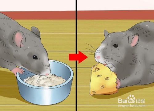如何喂养宠物鼠