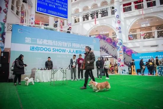 DOG SHOW