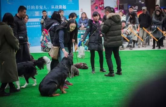 人人都是训犬师