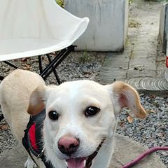 9月大的小狗免费领养
