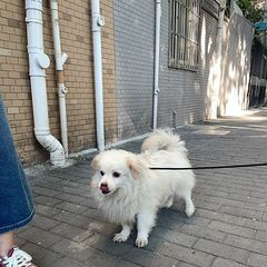 免费领养狗狗
