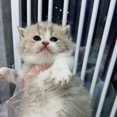 媳妇怀孕了，猫咪全部免费送养