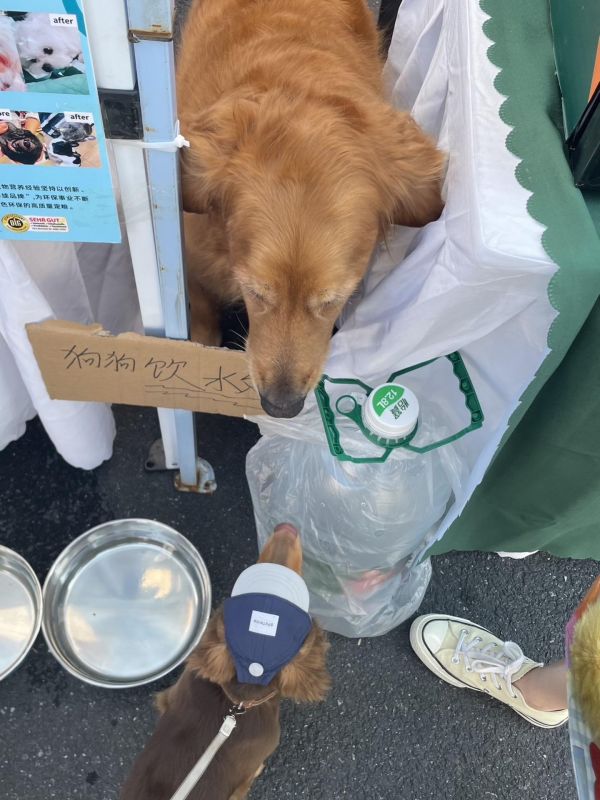 修狗交友大会#小狗搭子 #腊肠犬 #杭州宠物文化节 #东巢艺术公园