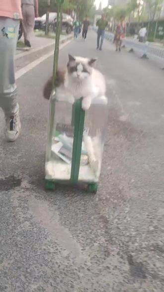 杭州宠物文化节逛完啦，我们林妹妹是全场最社牛的猫实锤了#布偶猫 #杭州宠物文化节