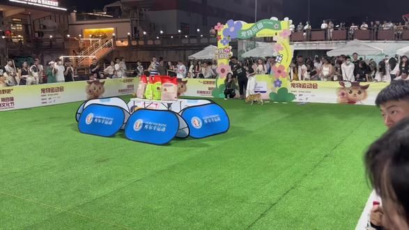 大奖赢大奖 哥哥在场下狂叫给我们加油 #爱出去玩的狗狗 #携宠出游 #柴犬 #杭州宠物文化节 #萌宠来狂欢