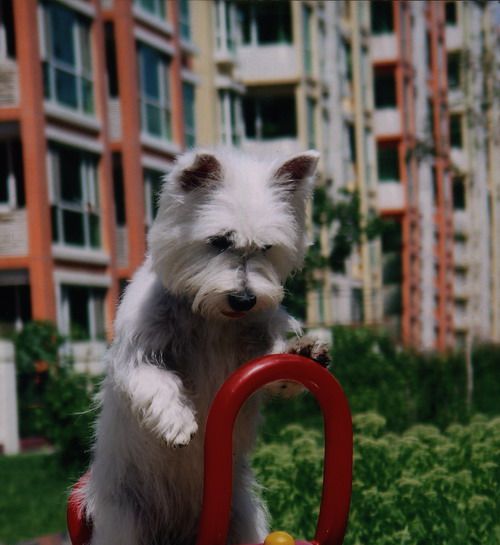 主人真大方给宠物拍写真(图文)