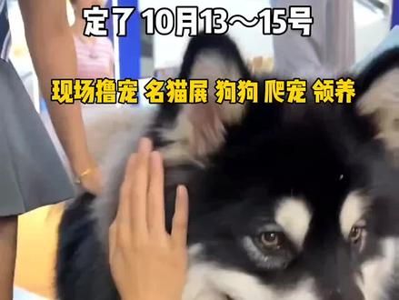 喜欢萌宠的朋友们,天津国际宠物博览会来了,现在开始抢票了,不去随时退!#萌宠 #趣宠会