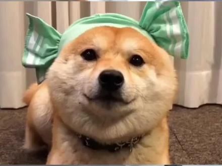 #趣宠会 #萌宠