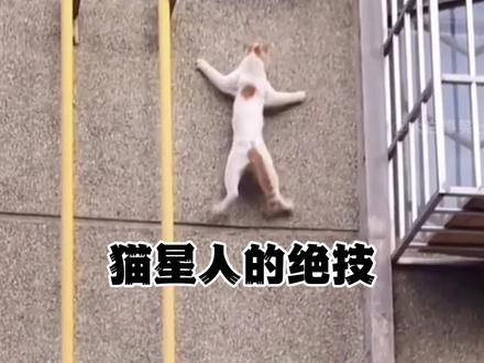 盘点身怀绝技的猫星人，帅呆了#动物的迷惑行为 #这猫有点子技术在身上 #喵星人的下一秒永远超出你的想象 #猫咪 #萌宠出道计划