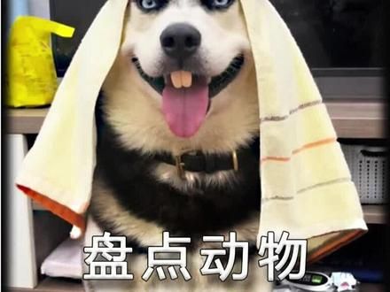 盘点动物的无语瞬间#萌宠 #猫咪 #专治不开心 #铲屎官的快乐 #萌宠出道计划