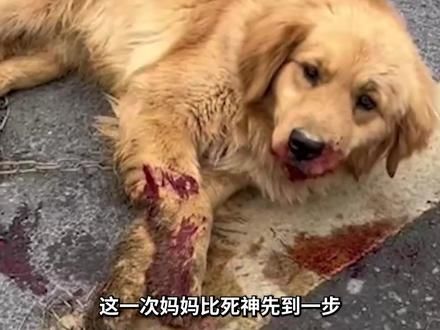 它以为它会在那里冷冷的死去，却没想到爸爸妈妈比死神先到！ #小狗 #感人 #治愈 #正能量 #猫咪 #娱乐评论大赏