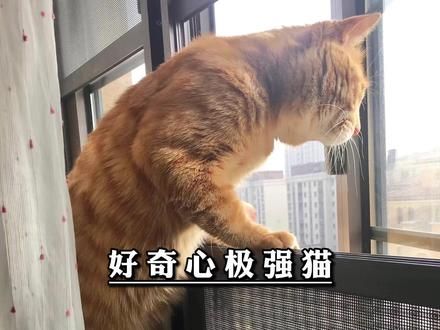 好奇心极强的猫咪#猫咪#好奇心的猫 #猫咪迷惑行为大赏 #盘点 #猫咪日常