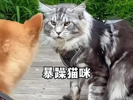 脾气暴躁的猫咪，猫王心情不要不要惹我，#猫咪 #动物的迷惑行为 #生气的小猫咪不好惹 #喵星人 #猫咪的不服全写在脸上