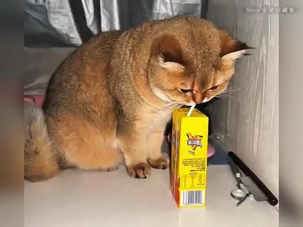 那些猫咪震惊，瞳孔放大瞬间#猫咪 #心思全写在脸上的猫 #猫咪的迷惑行为 #谁能拒绝傻憨憨的小猫咪
