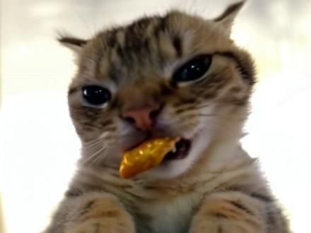 #猫咪 #猫 #这小猫不得给我迷死啊 #小猫治愈世界 #无忧无虑的小猫咪