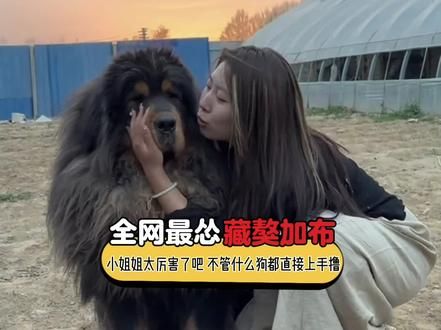 这小姐姐也太厉害了吧！无论什么样的大型犬甚至连狼都闻风丧胆的女人#万万没想到